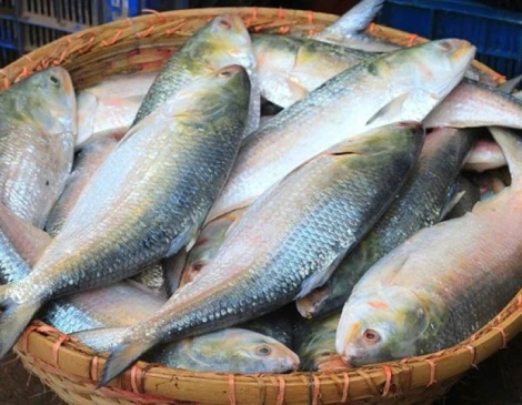 ইলিশ ধরায় নিষেধাজ্ঞা জারি