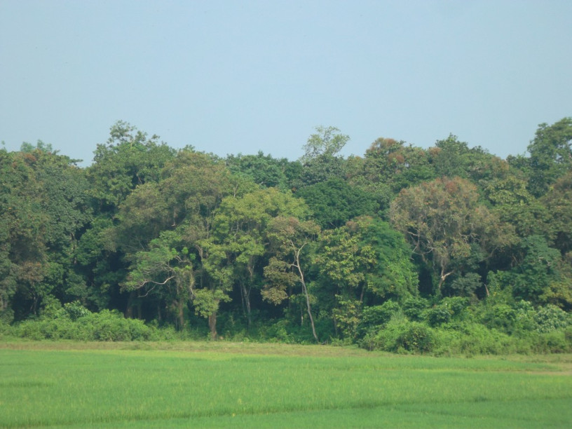 রেমা কালেঙ্গার জঙ্গল