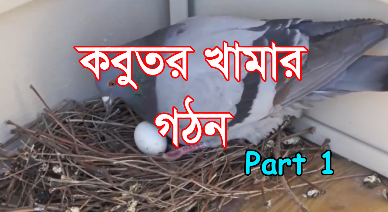 একটি ভাল কবুতর খামার গঠন - শখের পায়রা - Shokher Payra- Part 1