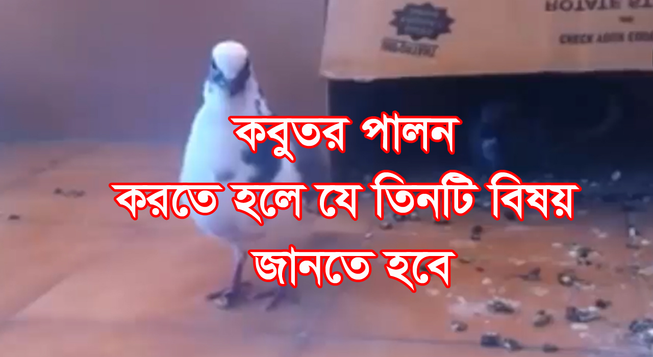 কবুতর পালনে যে কঠিন তিনটি ধাপ - শখের পায়রা - Shokher Payra