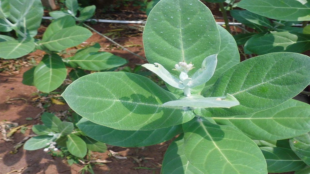 আকন্দ পাতা কাজ করে হাঁপানি রোগের মহৌষধ হিসাবে 