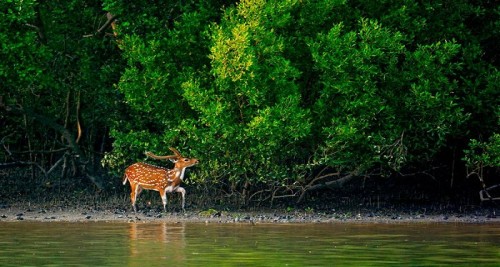 পর্যটকদের জন্য উন্মুক্ত করা হলো সুন্দরবন