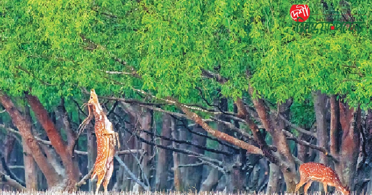 জাতীয় বন্য প্রাণী কমিশন: প্রতিষ্ঠা, কৌশলগত ভূমিকা এবং ভবিষ্যৎ দিকনির্দেশনা